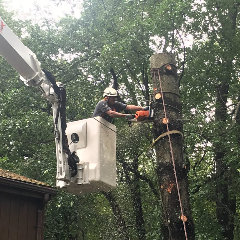 Tree Removal